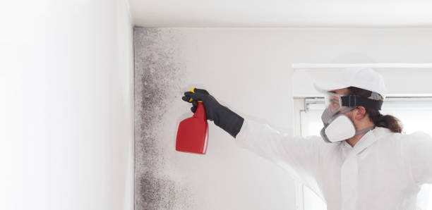 Best Toxic Mold Removal  in The Villages, FL