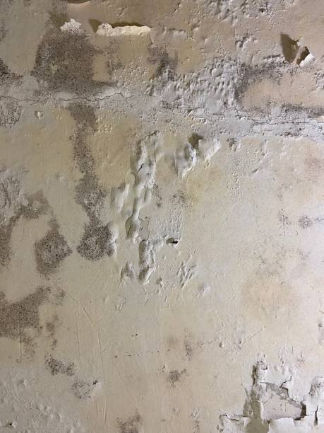 Home Mold Removal in The Villages, FL