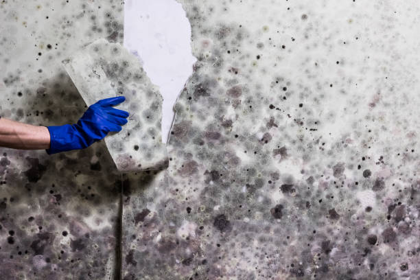 Best Local Mold Removal Service  in The Villages, FL